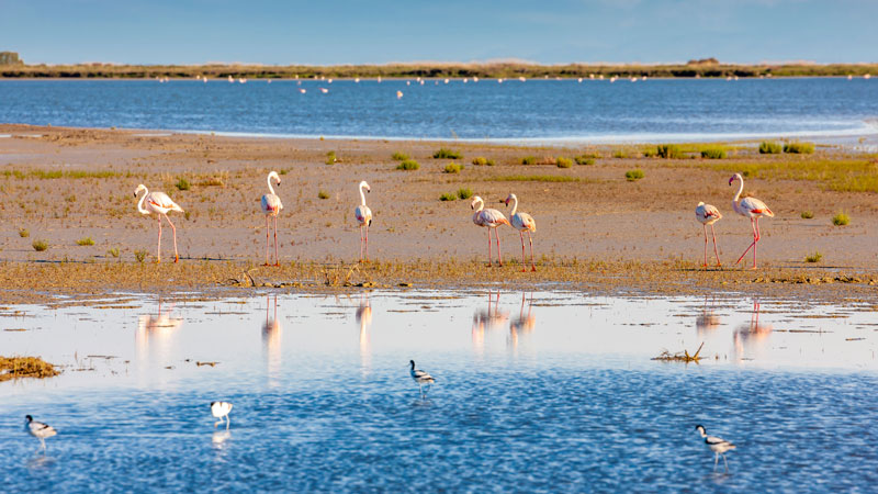 Camargue